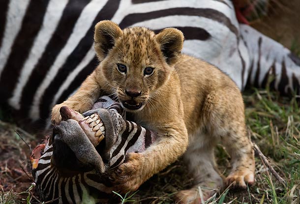 Lion-cub-standing-over-the-head-of-a-Zebra-carcass-Masai-Mara-Kenya_L9B9764-J.jpg