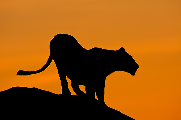 Lioness-standing-on-kopie,-silhouetted-against-orange,-dawn-sky,-Seronera,-Serengeti,-Tanzania