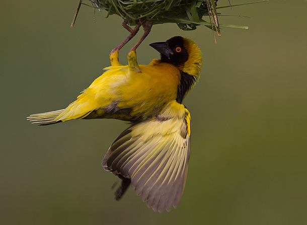 Black-Headed-Weaver-best-clinging-to-the-underside-of-its-nest,-Masai-Mara,-Kenya_MG_0775-{J}