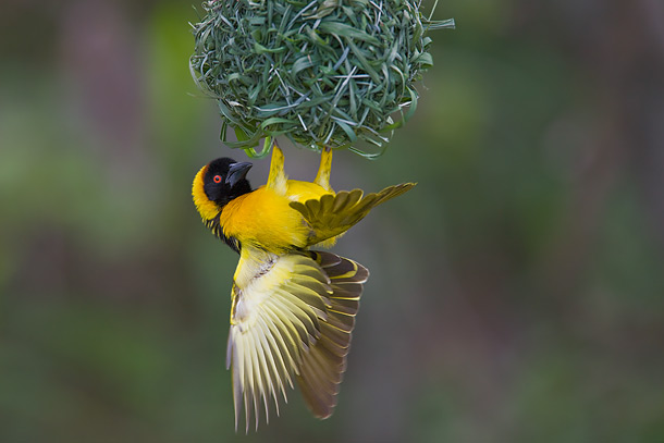 Black-Headed-Weaver-bird-clinging-to-underside-of-nest,-Masai-Mara,-Kenya_F2F6228-{J}