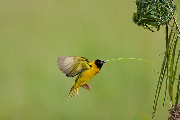 Black-Headed-Weaver-bird-flying,-carrying-reed-to-build-nest,-Masai-Mara,-Kenya_F2F6847-{J}