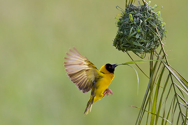 Black-Headed-Weaver-bird-flying-towards-nest-carrying-reed-for-nesting-material,-Masai-Mara,-Kenya_MG_0859-{J}