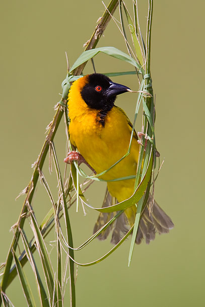 Black-Headed-Weaver-bird-making-nest,-Masai-Mara,-Kenya_MG_0455-{J}