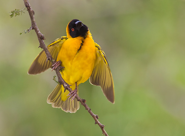 Black-Headed-Weaver-bird-perched-on-tree-branch,-Masai-Mara,-Kenya_MG_9654-{J}