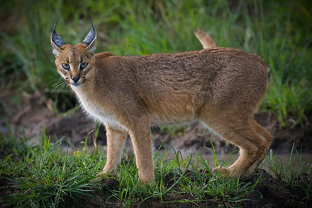 Caracal,-Masai-Mara_MG_9844-{J}