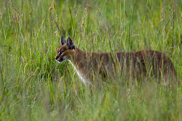 Caracal-in-long-grass,-Masai-Mara,-Kenya_MG_9835-{J}