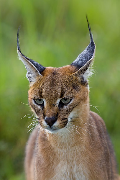 Caracal-portrait,-Masai-Mara,-Kenya_MG_9863-{J}