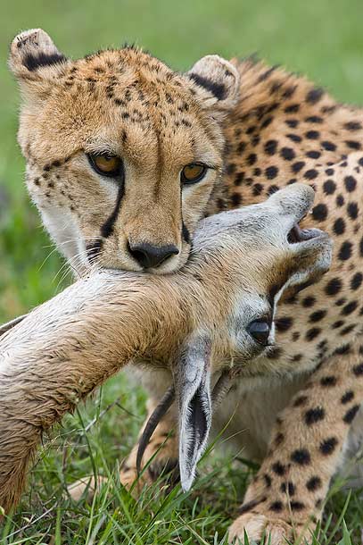 Cheetah-applying-death-choke-to-Thomson's-Gazelle,-Masai-Mara,-Kenya_F2F5785-{J}