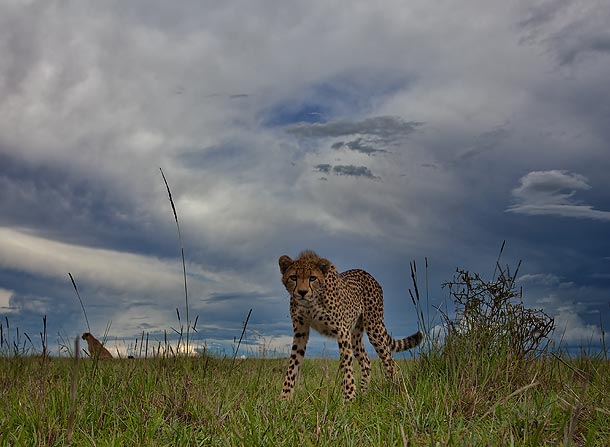 Cheetah-cub,-shot-from-ground-level,-Masai-Mara,-Kenya