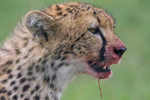 Cheetah-portrait-with-face-covered-in-blood-after-feeding-on-Thomson's-Gazelle,-Masai-Mara,-Kenya_MG_9330-{J}