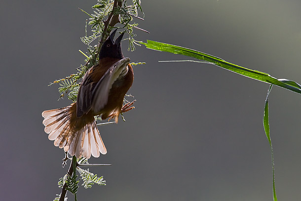 Chestnut-Weaver-bird-dropping-nesting-material,-Tsavo-National-Park,-Kenya_MG_1409-{J}