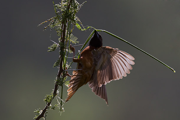 Chestnut-Weaver-bird-making-nest-(early-stages),-Tsavo-West-National-Park,-Kenya_MG_1355-{J}