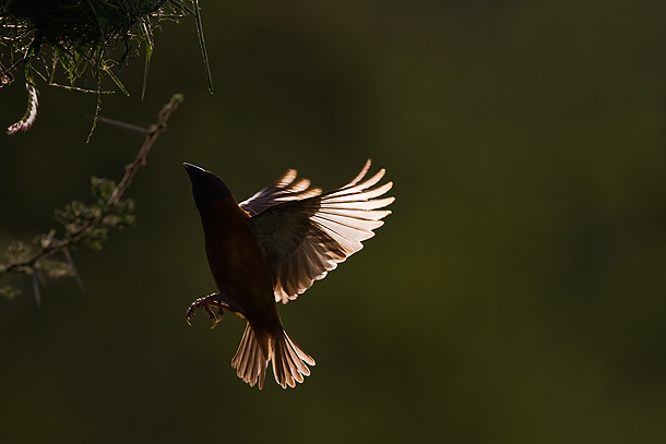 Chestnut-Weaver-flying-towards-nest-(backlit),-Tsavo-West-National-Park,-Kenya_F2F7447-{J}