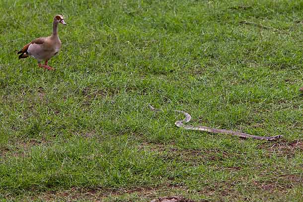 Egyptian-Goose-chasing-unidentified-Cobra,-Amboseli-National-Park,-Kenya_F2F7175-{J}