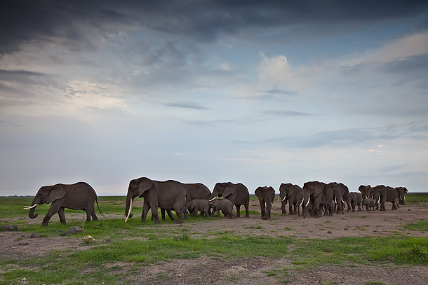 Elephant-herd,-Amboseli-National-Park,-Kenya