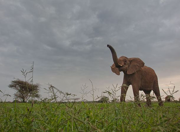 Elephant-with-raised-trunk-(shot-from-ground-level),-Amboseli-National-Park,-Kenya