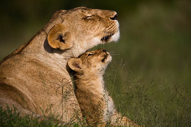 Lion-cub-nuzzling-with-Lioness,-Masai-Mara,-Kenya_MG_0299-{J}