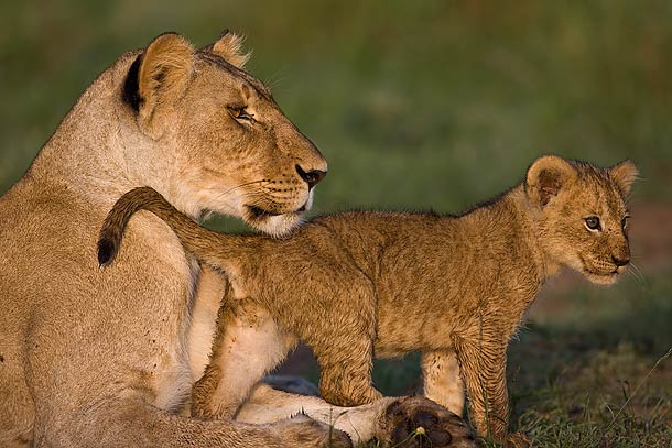 Lion-cub-walking-under-Lionesses'-chin,-Masai-Mara,-Kenya_F2F6746-{J}