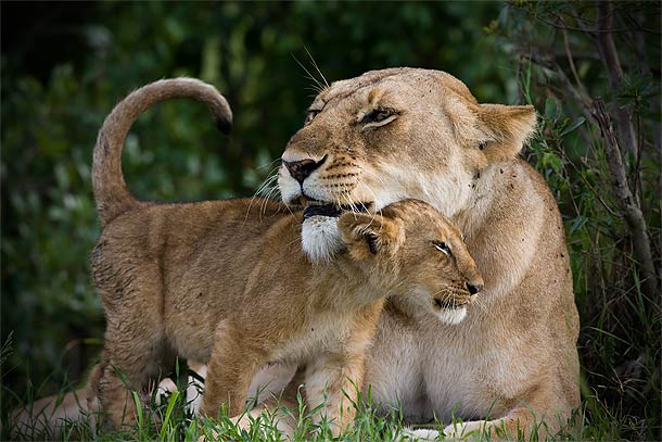 Lion-cun-snuggling-up-to-adult-Lioness,-Masai-Mara,-Kenya_F2F5921-{J}