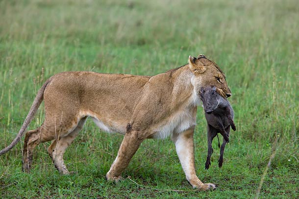 Lioness-carrying-Warthog-kill,-Masai-Mara,-Kenya_F2F6290-{J}