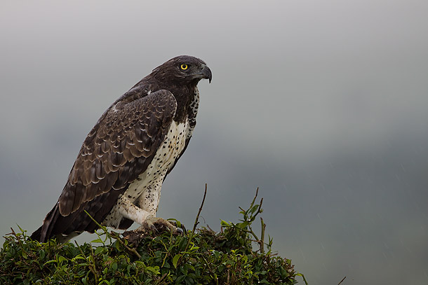 Martial-Eagle-in-the-rain,-Masai-Mara,-Kenya_MG_0924-{J}