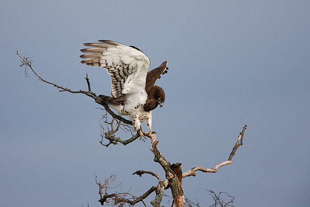 Martial-Eagle-on-tree-with-wings-raised,-Masai-Mara,-Kenya_F2F6369-{J}