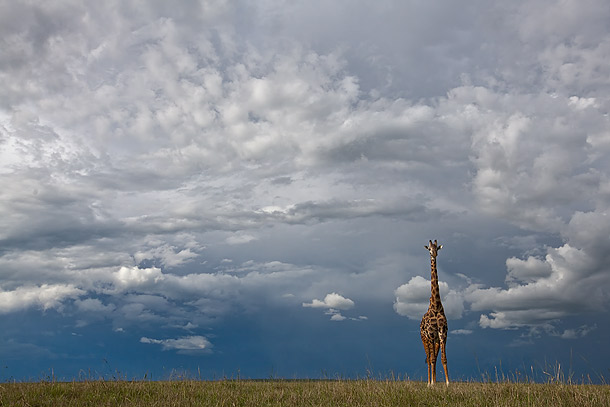 Masai-Giraff-standing-against-stormy-sky,-Masai-Mara,-Kenya