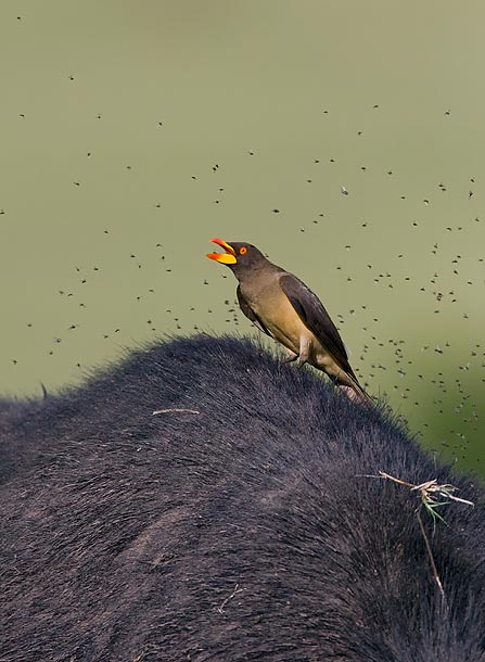 Red--Billed-Oxpecker-sitting-on-top-of-buffalo-back-surrounded-by-flies,-Masai-Mara,-Kenya-_MG_9741-{J}