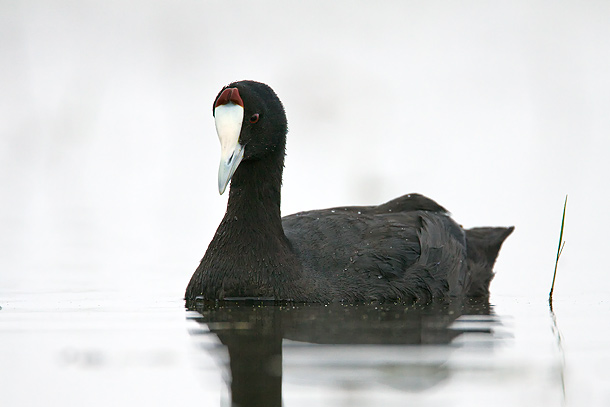 Red-Knobbed-Coot-(breeding-adult),-Amboseli-National-park_MG_1096-{J}