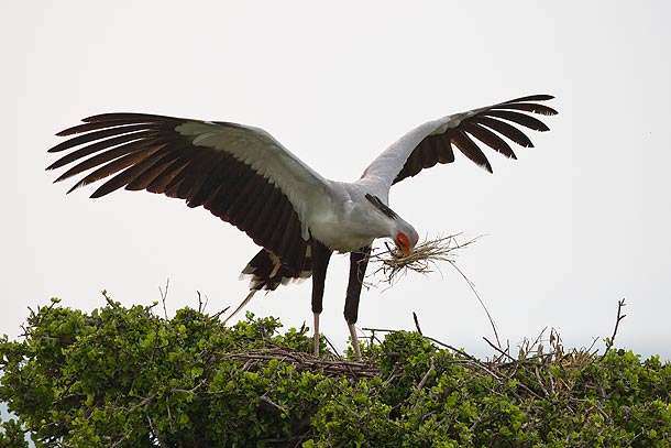 Secretary-bird-standing-on-nest,-holding-nesting-material,-Masai-Mara,-Kenya_MG_1038-{J}