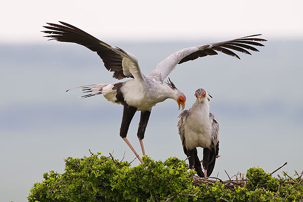 Secretary-birds-standing-on-top-of-nest,-Masai-Mara,-Kenya_MG_0945-{J}