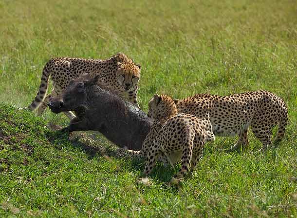 Three-male-Cheetahs-attacking-an-adult-warthog,-Masai-Mara,-Kenya_F2F6593-{J}