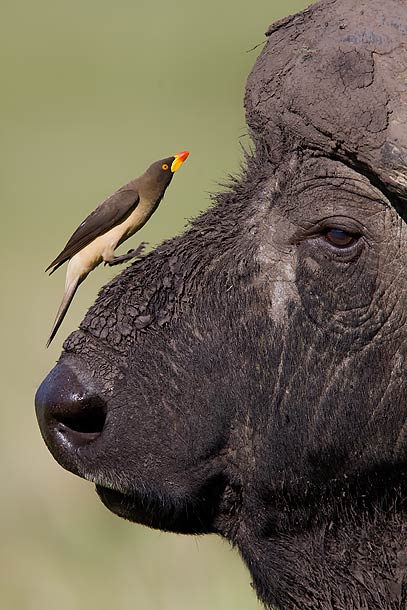 Yellow-Billed-Oxpecker-jumping-onto-Buffalo's-nose,-Masai-Mara,-Kenya_MG_9734-{J}