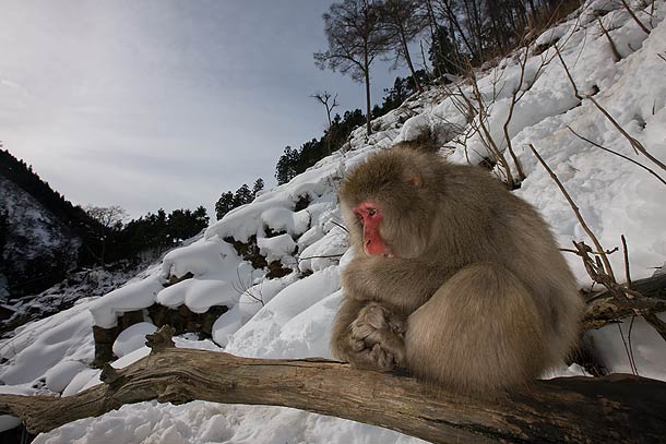 Adult-Japanese-Macaque,-Jigokudani,-Japan_F2F8173-{J}