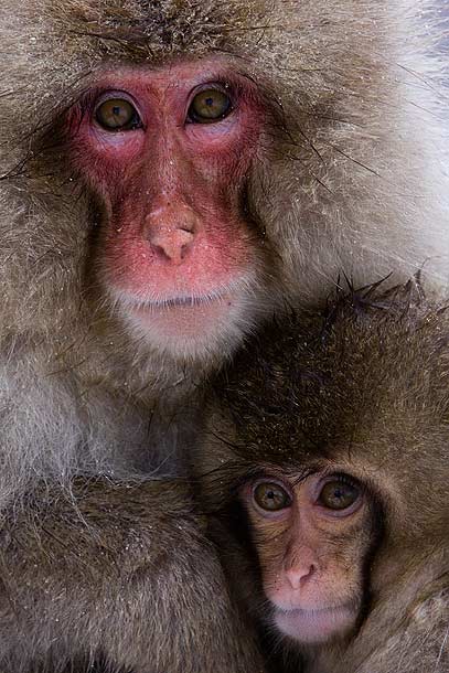 Adult-and-Juvenile-Japanese-Macaque-huddling-together,-Jigokudani,-Japan_MG_1649-{J}