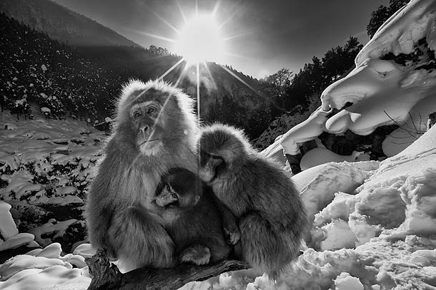 B&W-#2Japanese-Macaque-family-huddled-together-on-snow-covered-slope,-Jigokudani,-Japan_F2F8026-{J}