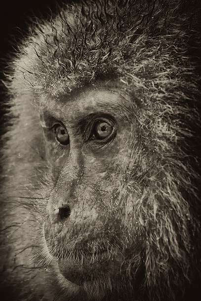 B&W-Japanese-Macaque-portrait,-Jigokudani,-Japan_MG_1532-{J}