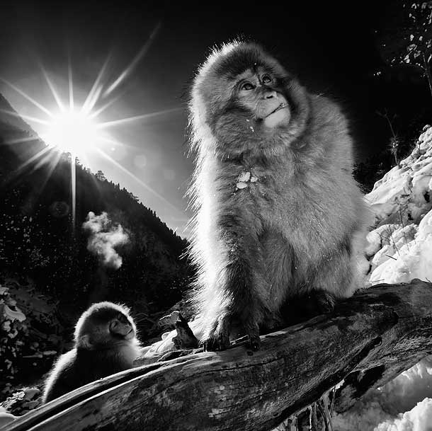 B&W-Juvenile-Japanese-Macaque,-Jigokudani,-Japan_F2F7947-{J}