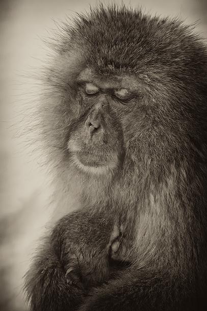 B&W-Sleeping-adult-Japanese-Macaque-and-baby,-Jigokudani,-Japan_MG_1778-{J}