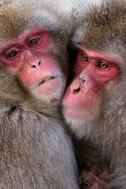 Japanese-Macaque-family-huddled-together,-Jigokudani,-Japan_MG_1731-{J}