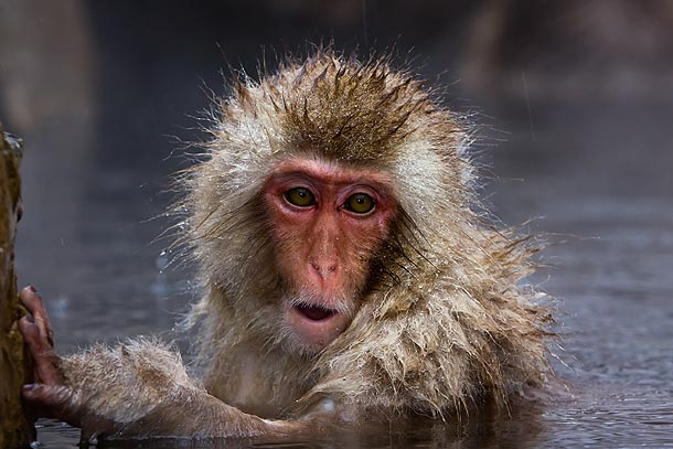 Japanese-Macaque-in-Onsen,-Jigokudani,-Japan_MG_1581-{J}