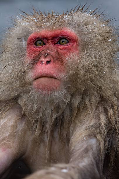 Japanese-Macaque-in-onsen,-Jigokudani,-Japan_F2F8212-{J}