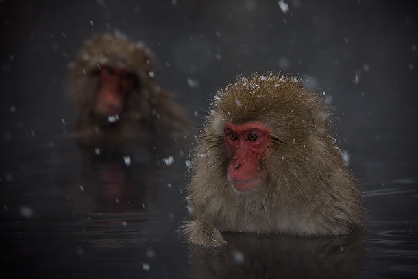 Japanese-Macaque-in-onsen-as-snow-falls,-Jigokudani,-Japan_F2F8206-{J}