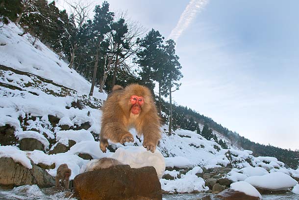 Japanese-Macaque-jumping-across-river-#2,-Jigokudani,-Japan