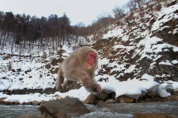 Japanese-Macaque-jumping-across-river,-Jigokudani,-Japan