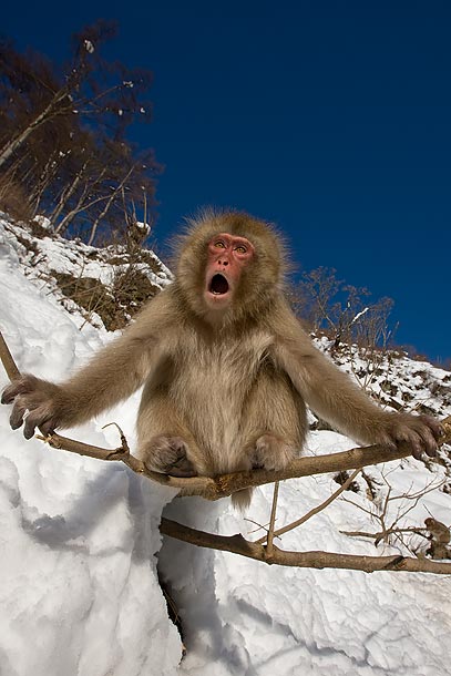 Japanese-Macaque-sitting-on-tree-branch-in-the-snow,-Jigokudani,-Japan_F2F8060-{J}