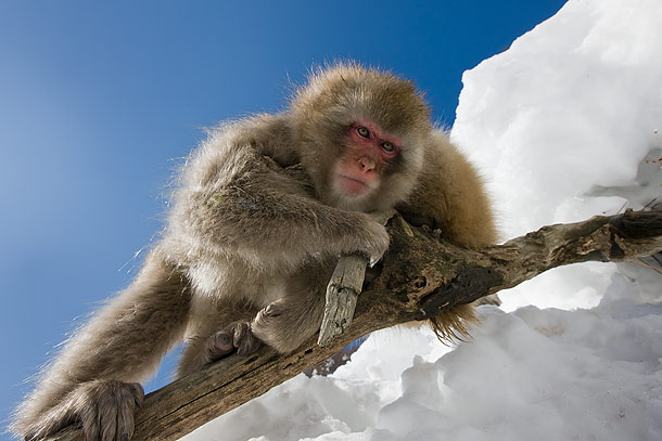 Juvenile-Japanese-Macaque,-Jigokudani,-Japan_F2F7827-{J}