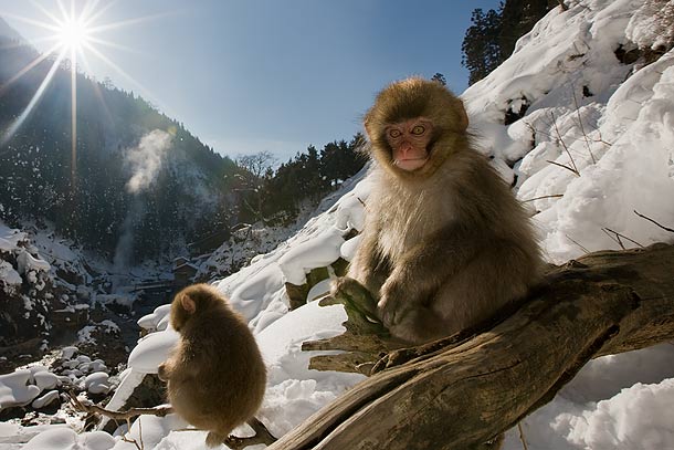 Juvenile-Japanese-Macaque,-Jigokudani,-Japan_F2F7962-{J}