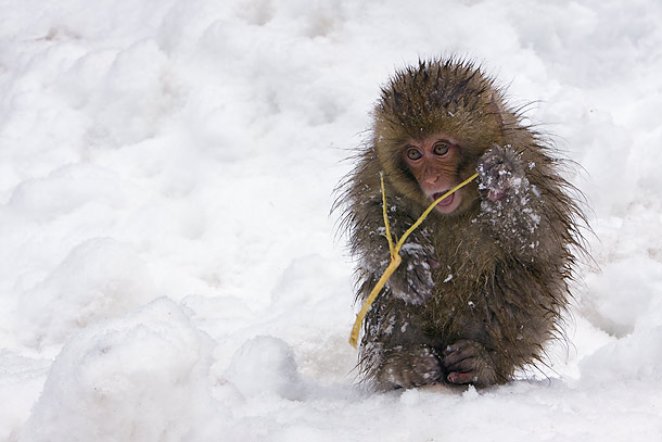 Juvenile-Japanese-Macaque-chewing-on-tree-branch,-Jigokudani,-Japan_MG_1691-{J}