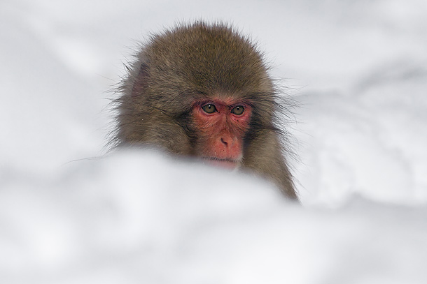 Juvenile-Japanese-Macaque-in-snow-drift,-Jigokudani,-Japan_MG_1504-{J}